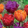 thumbnail image 1 of TASC Tulip Flower Bulbs-Tulip Double Late Bright Assorted (20 Bulbs), 1 of 1