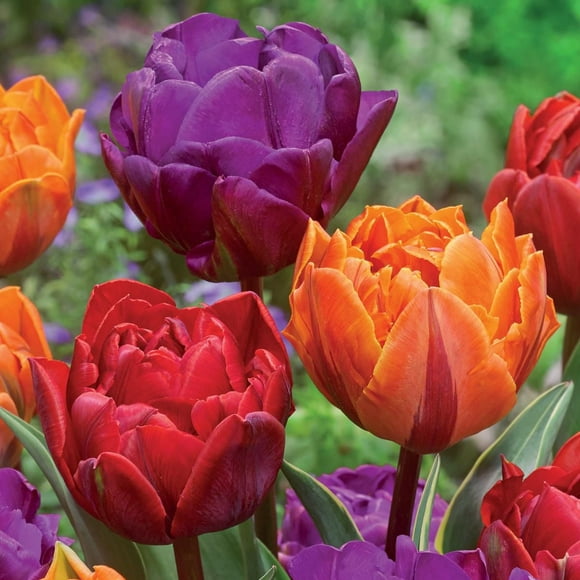 TASC Tulip Flower Bulbs-Tulip Double Late Bright Assorted (20 Bulbs)