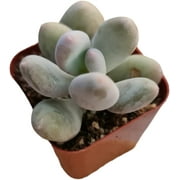 Live Succulent Cactus Plants (Pachyphytum Oviferum Moonstone)