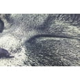 thumbnail image 4 of Cat |  Face | Cat Pillow | Cute Cat | Cat Gifts | Cat Decor | Cat Photo | Gifts for Cat Lovers | Accent pillow | Throw Pillow Covers, 4 of 5