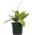 thumbnail image 1 of Hoya Pubicalyx | Porcelain Flower (S) Live Plants in 4" growers pot, 1 of 1
