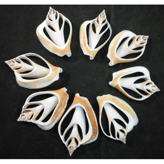 Set of 6 Center Cut Canarium Shells (2") Beach Crafts Coastal Cottage Decor Nautical Art Ornament Making Aquarium Deco