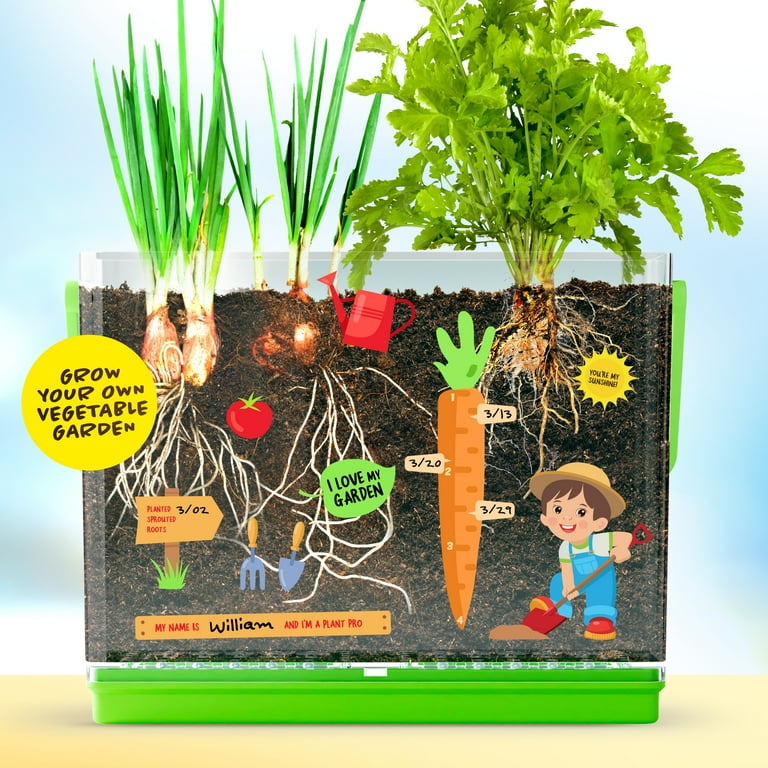 D&D Root Viewer Growing Kit for Kids, Science Toy photo 2