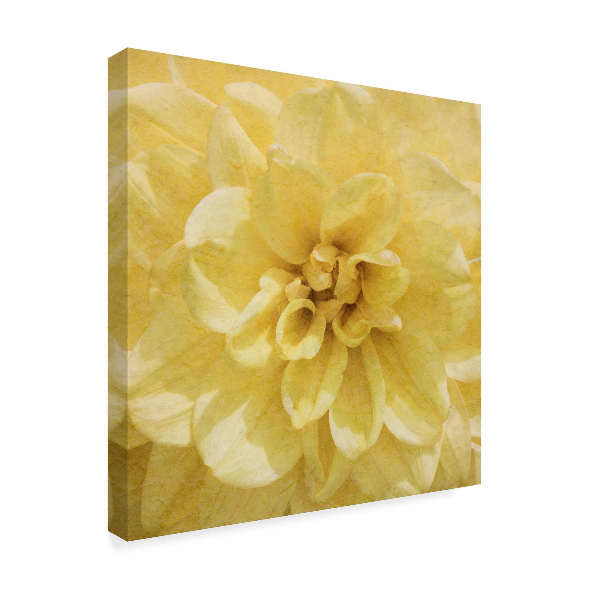 Trademark Fine Art 'Wall Flower II' Canvas Art by Alonzo Saunders