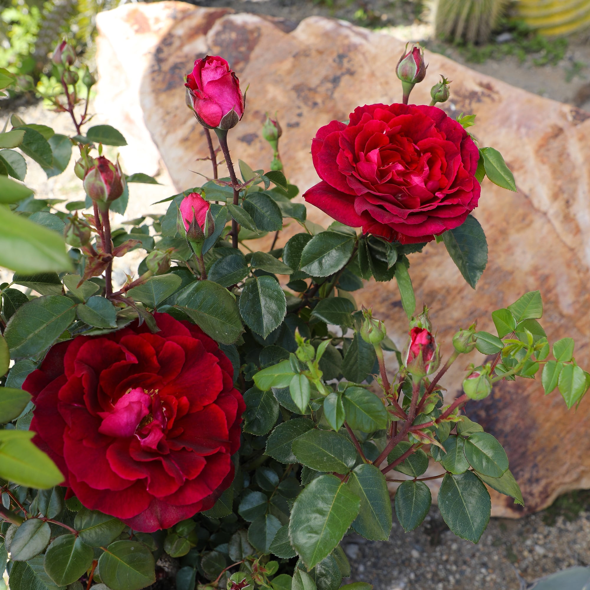 True Bloom by Altman Plants 'True Spirit' PP28929, Red Rose Bush
