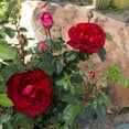 thumbnail image 2 of True Bloom by Altman Plants 'True Spirit' PP28929, Red Rose Bush, 8qt. Pot, Live Roses, Full Sun, 2 of 13