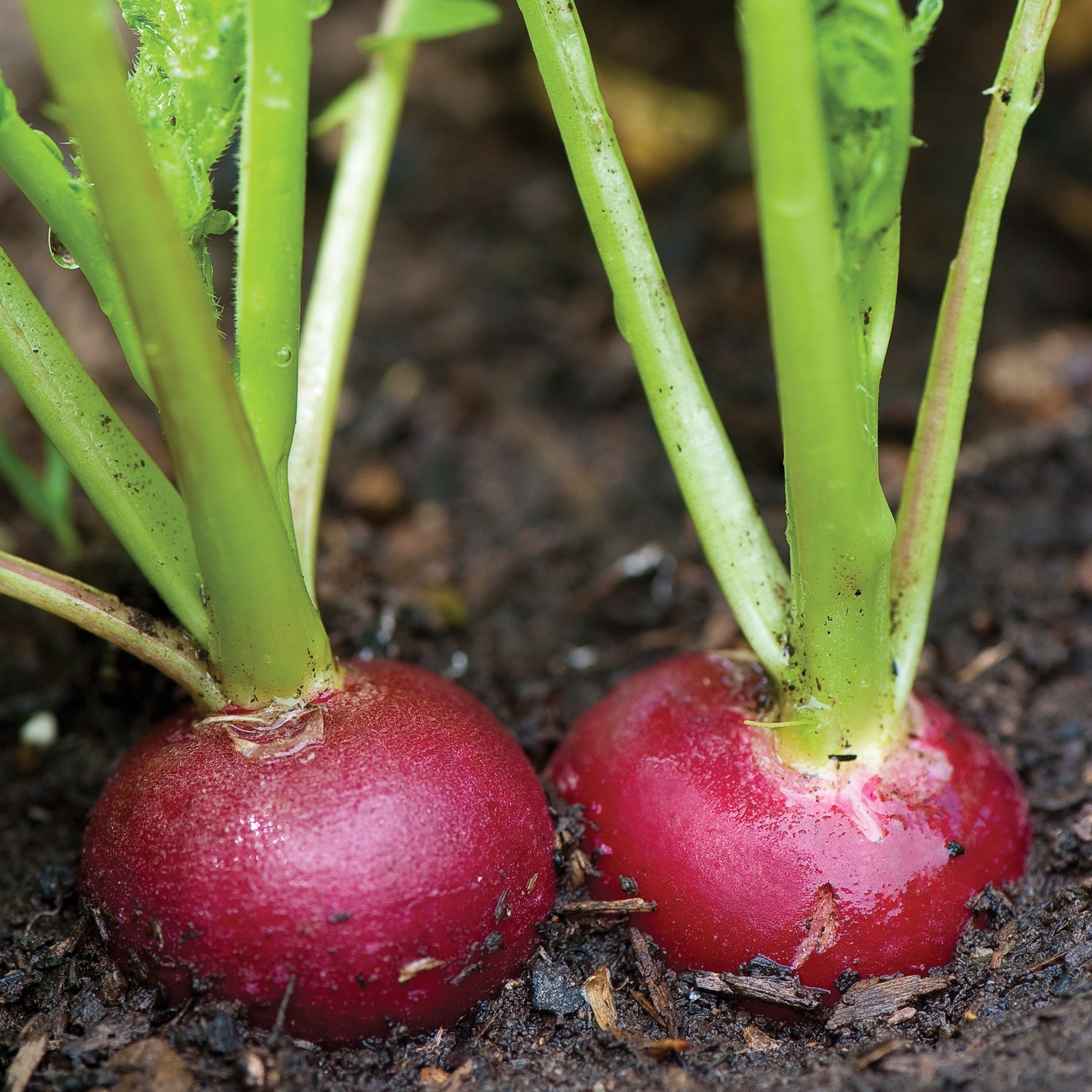 Burpee-Radish, Crimson Giant Seed Packet
