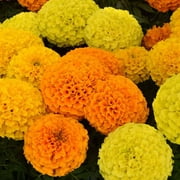 Outsidepride Tagetes Erecta Taishan African Marigold Flower Seed Mix - 100 Seeds
