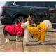 thumbnail image 3 of Chubasquero ajustable para perros pequeños y medianos, chaqueta de tela transpirable con capucha para clima frío, compatible con arnés y bolsillo trasero elegante, 3 of 6