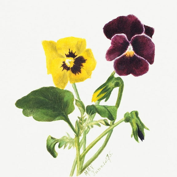 Botanical Plant Illustration - Pansies by Mary Vaux Walcott - 12" x 18" Art Print Wall Decor
