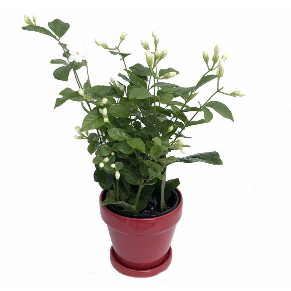 Hirt�s Arabian Tea Jasmine Plant Maid of Orleans 4