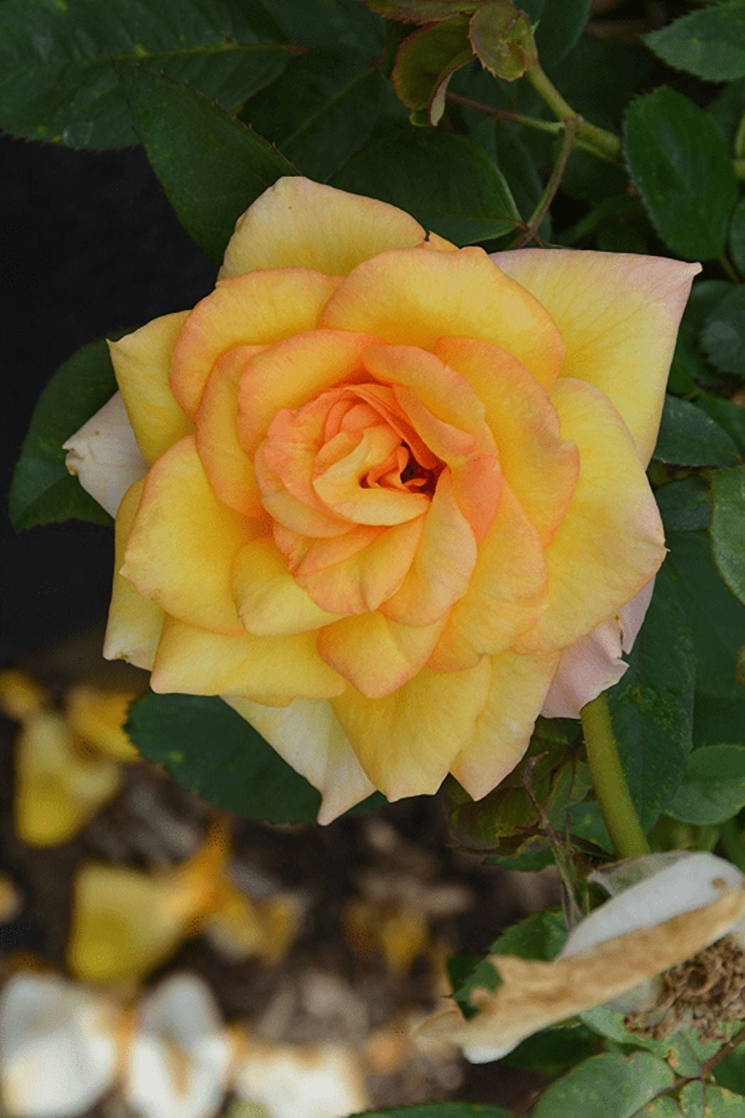 Gold Medal Rose Plant Live for Planting, Gold Rose Flowers Well Rooted Plant, 4-6 Inc Tall Indoor Outdoor