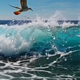 thumbnail image 5 of Shiartex Bird Ocean Quick-Drying Shower Curtain Set with Hooks for Bathroom Decoration, 100% Polyester Fabric, Waterproof Shower Curtain Set 36x72, 5 of 7