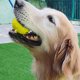 thumbnail image 3 of KAKOWELY Pelota de goma para mascotas con cuerda, juguete masticable para perros, juguete de dentición de goma, pelota para limpiar los dientes, 3 of 5