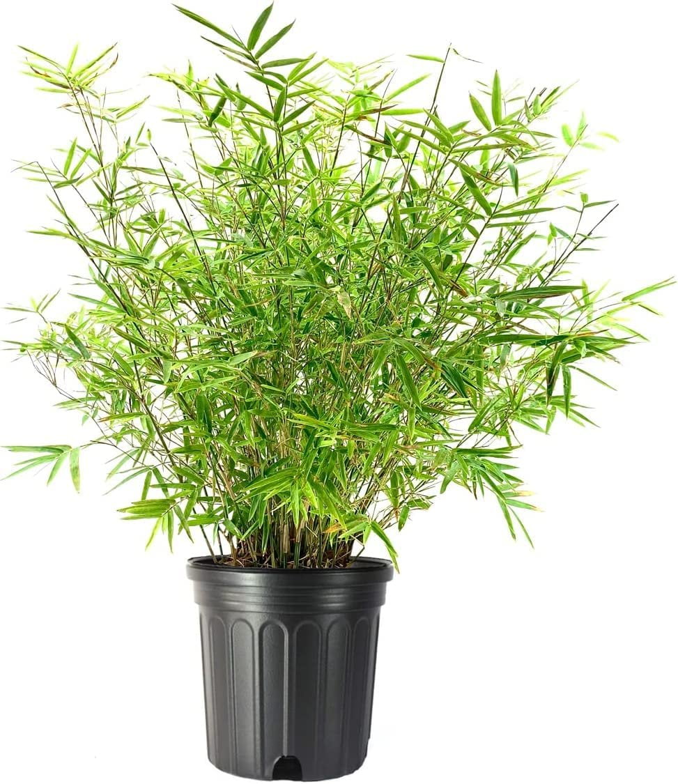 Golden Hedge Bamboo  3 Extra Large 3 Gallon Plants  Bambusa Multiplex  Clumping Non-Invasive Screening Live Bamboo