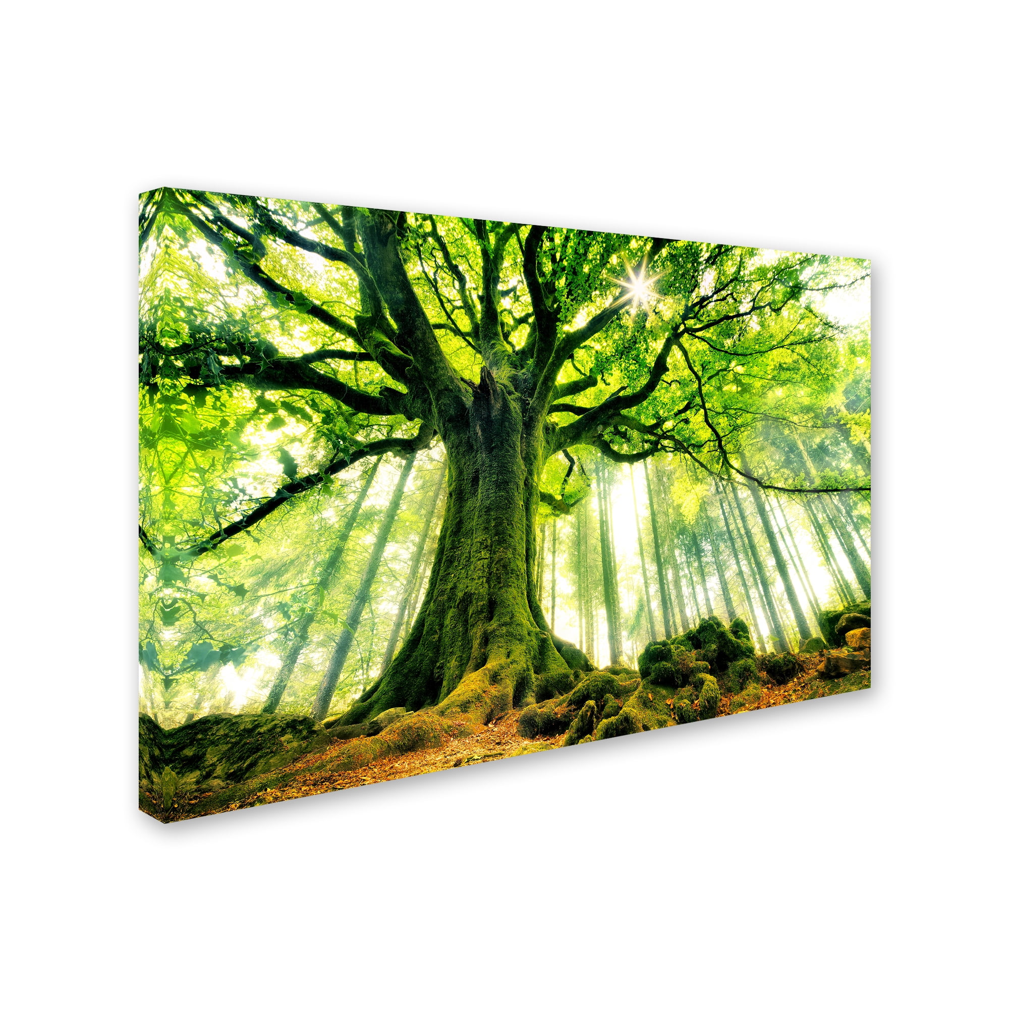 Christophe Kiciak 'Ponthus Beech' Canvas Art