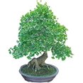 Bonsai Ginko Biloba Tree MMF7 Seeds to Plant 5 Seeds Edible Leaves