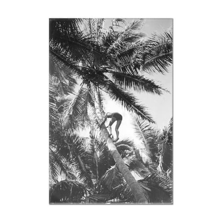 Hawaiian Islands View of Climbing Coconut Tree Photograph (8x12 Acrylic Wall Art Gallery Quality)