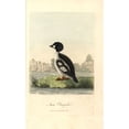 thumbnail image 2 of Common Goldeneye, Bucephala Clangula Poster Print By ® Florilegius Mary Evans (24 X 36), 2 of 4