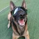 thumbnail image 2 of Dog Goggles Eye Protection Adjustable Straps Easy to Put on Anti-UV Sunglasses for Medium/Large Dog, 2 of 4