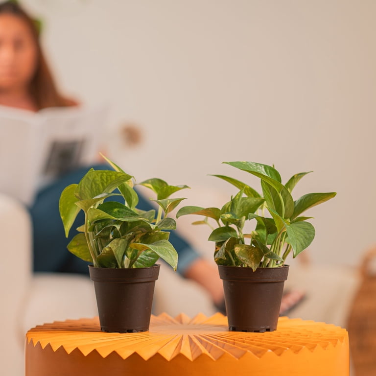 Costa Farms 8" Golden Pothos Live House Plants 4" Grower Pot 2 (Count)