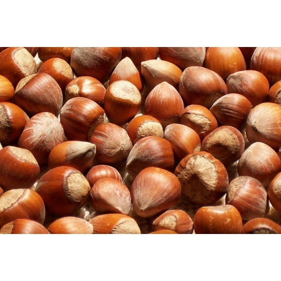 Raw Hazelnuts