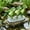 green, variant on Garden Decor, Frog Figurines Plants Decorations for Pots, Funny Frog Garden Decor Outdoor Gifts Dancing Frog Statue Planter Hugger for Flower, Yard, Lawn Ornament, 6.2"x2.1"x4.3"