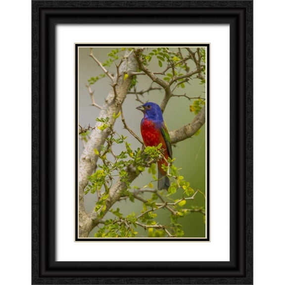 Illg, Cathy and Gordon 23x32 Black Ornate Wood Framed with Double Matting Museum Art Print Titled - TX, Hidalgo Co Painted bunting in thorny tree