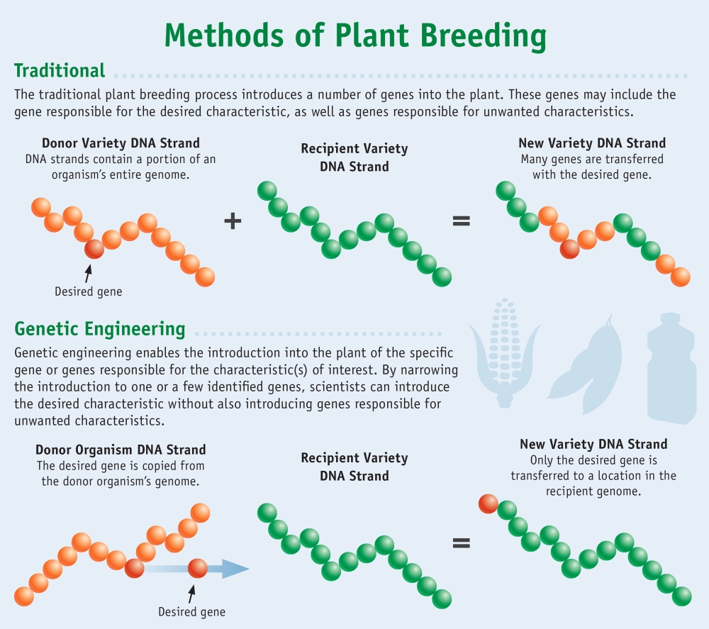 Methods of Plant Breeding Stretched Canvas Science Source (36 x 24
