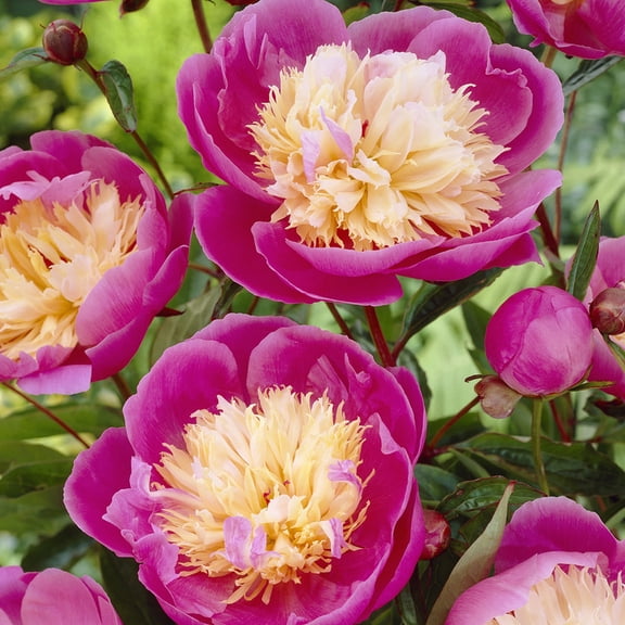Van Zyverden Peonies Bowl of Beauty 3 Plant Roots Multicolor Partial Sun Perennial Fragrant 1 lb