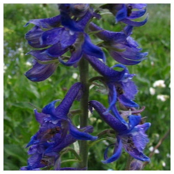 Everwilde Farms - 1/4 lb Western Larkspur Native Wildflower Seeds - Gold Vault Bulk Seed Packet