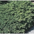 thumbnail image 2 of San Jose Juniper  3 Live Gallon Size Plants  Juniperus Chinensis  Bonsai Drought Tolerant Cold Hardy Evergreen Groundcover, 2 of 7