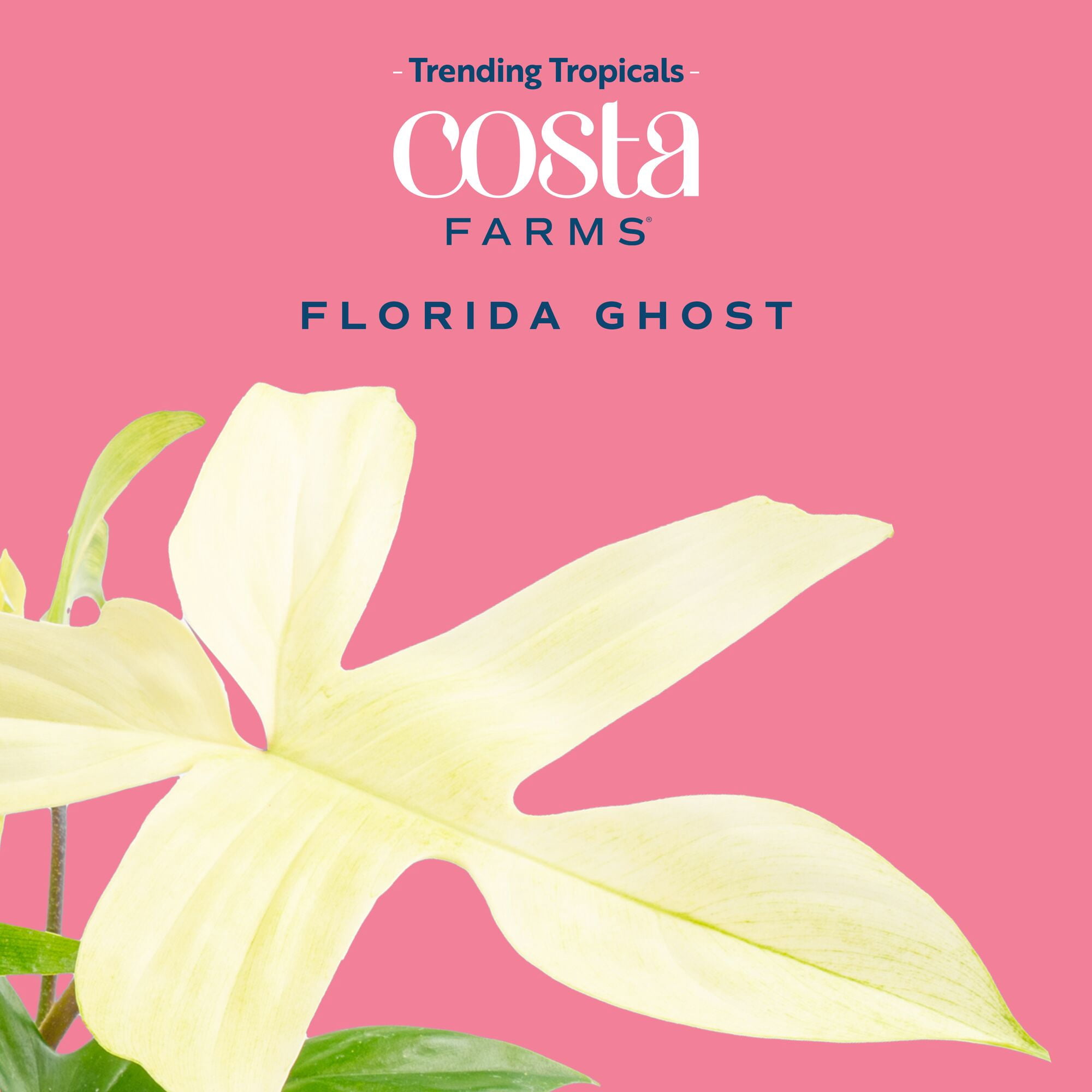 Costa Farms 10" Philodendron Florida Ghost Live House Plants in 5" Self-Watering Pot