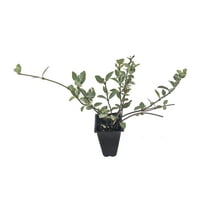 Variegated Asiatic Jasmine Minima - 50 Live Plants - Trachelospermum Asiaticum 'variegatum' - Evergreen Groundcover