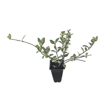 Variegated Asiatic Jasmine Minima - 3 Live Plants - Trachelospermum Asiaticum 'variegatum' - Evergreen Groundcover