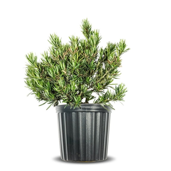 Pringles Podocarpus in 3 Gal. Grower's Pot - Perfect for hedges or topiary