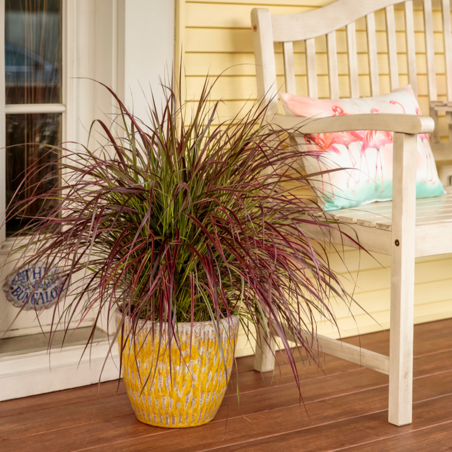 Proven Winners 5" Multicolor Graceful Grasses Fireworks Fountain Grass Live Plant in 4.5" Pot (4 Count)