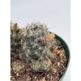 thumbnail image 3 of Mammillaria prolifera, Little Candle, Rare Cactus, 4 inch Pot, Well Rooted, 3 of 8