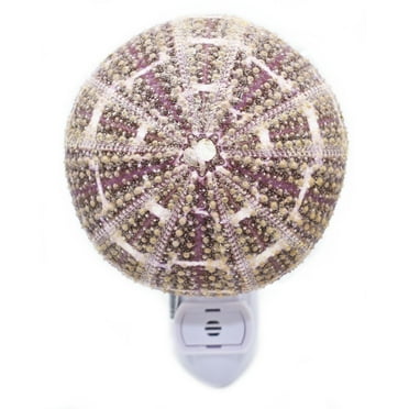Seashell Night Light Real Sea Urchin Beach Decor w. Automatic Sensor(no Switch)  Beautiful Coastal Cottage