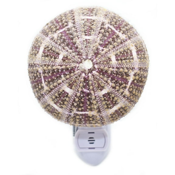 Seashell Night Light Real Sea Urchin Beach Decor w. Automatic Sensor(no Switch)  Beautiful Coastal Cottage