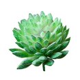 thumbnail image 1 of Mini Artificial Succulents Simulation Plant Bonsai For Desktop Home Garden Decor, 1 of 9