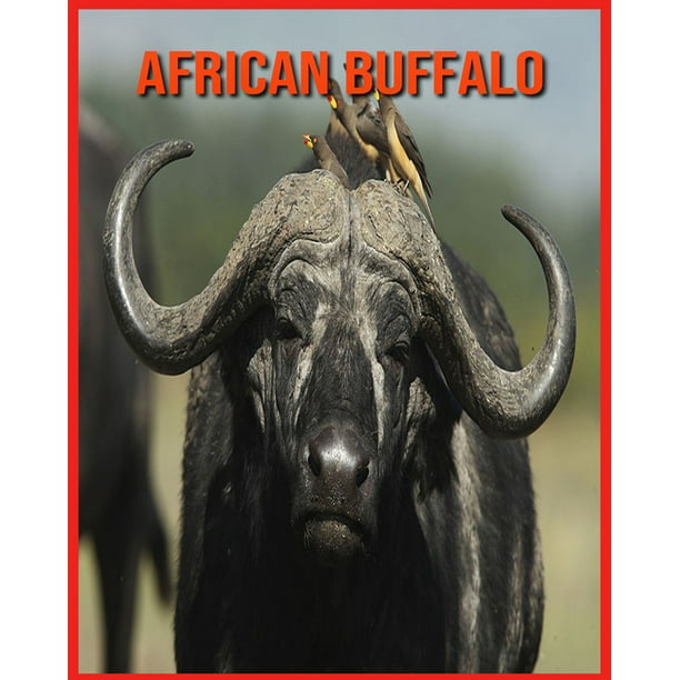 African Buffalo : Fun Facts and Amazing Photos of Animals in Nature  (Paperback) 