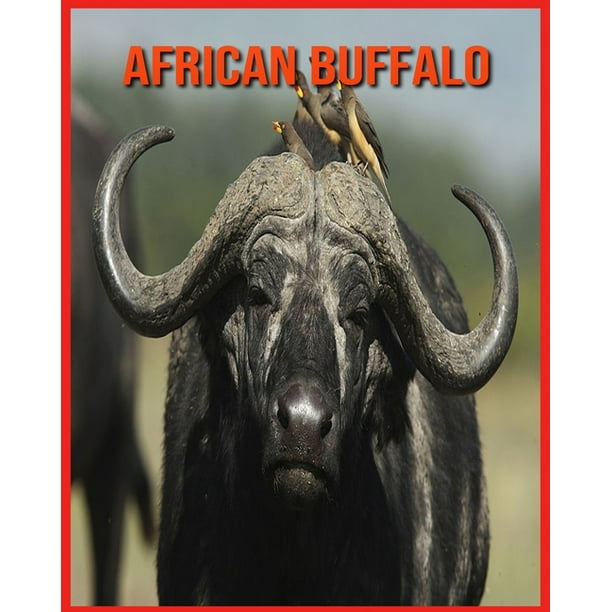 African Buffalo : Fun Facts and Amazing Photos of Animals in Nature (Paperback) African Buffalo : Fun Facts and Amazing Photos of Animals in Nature (Paperback)