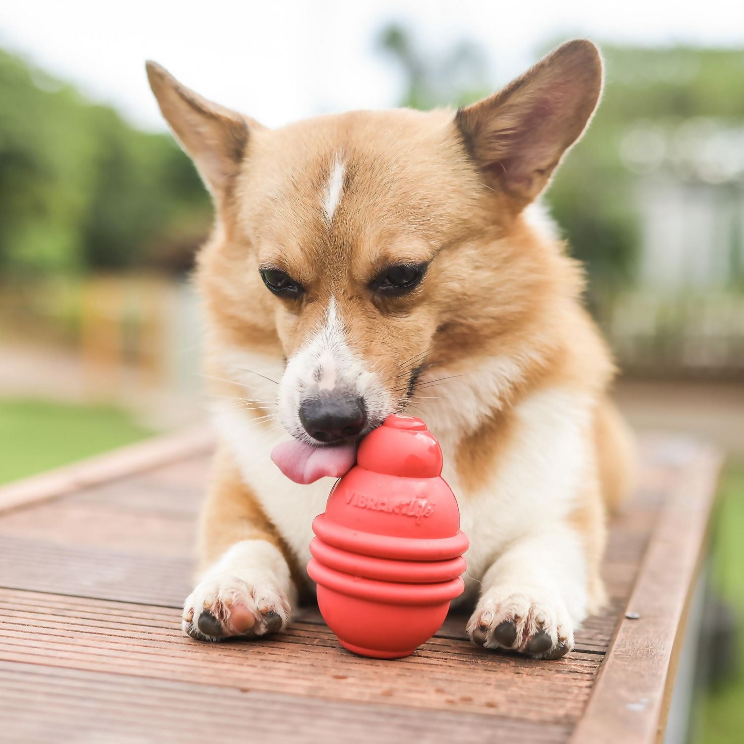 VIBRANT LIFE LARGE/MEDIUM/SMALL RED TREAT DISPENSER, For Dogs/30 kg+ / 15-30 kg / 3-15 kg