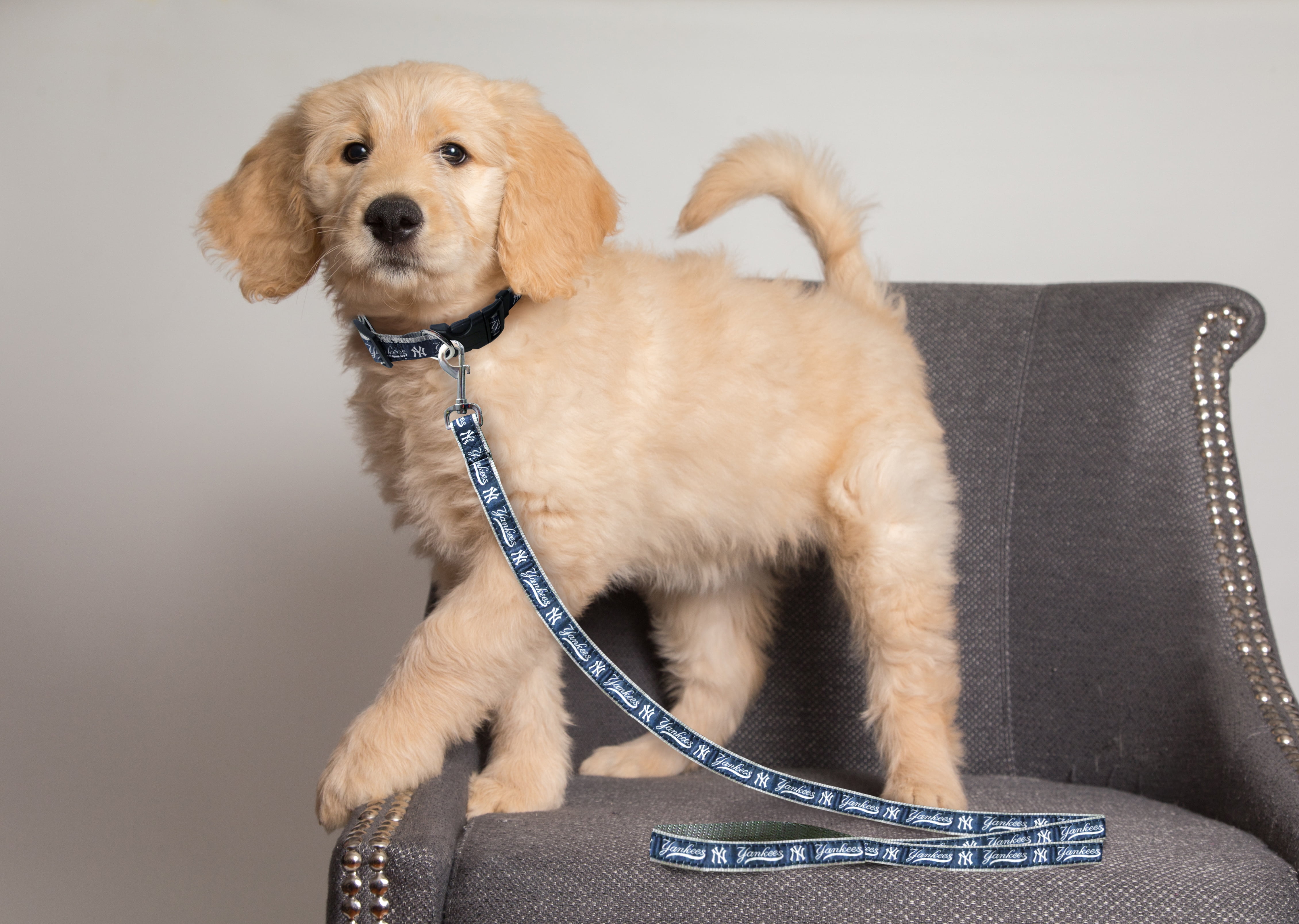Pets First MLB New York Yankees Cats and Dogs Durable Pet Leash, Medium