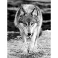 thumbnail image 1 of DIY diamante pintura Lobo Animal completo redondo taladro mosaico arte decoración del hogar imagen FLhrweasw Nuevo, 1 of 9