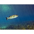 thumbnail image 2 of A Florida Largemouth Bass swims over the grassy river bottom Poster Print, 2 of 2