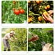 thumbnail image 3 of Herramienta de cuchillo para recoger con el pulgar para la cosecha de frutas y verduras | Pequeña podadora de guillotina para tomates, pepinos, té, fresas | Hoja de punta plástica | 1 pieza, 3 of 6