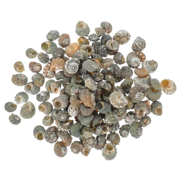 100 piezas de decoraciones de concha de caracol, conchas marinas, decoraciones para peceras, reemplazos de concha de cangrejo ermitaño, concha de bricolaje