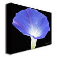 Trademark Art "Morning Glory" Canvas Wall Art by Kathie McCurdy